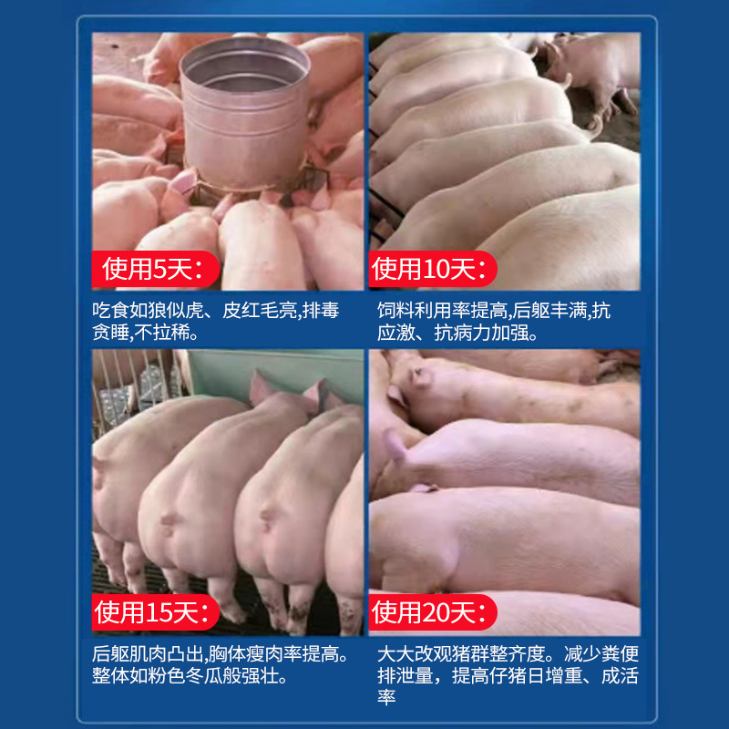 普旺獸藥廠家肥大壯效果