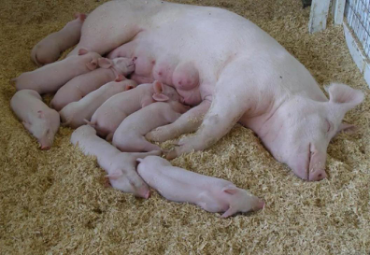 普旺養殖小能手