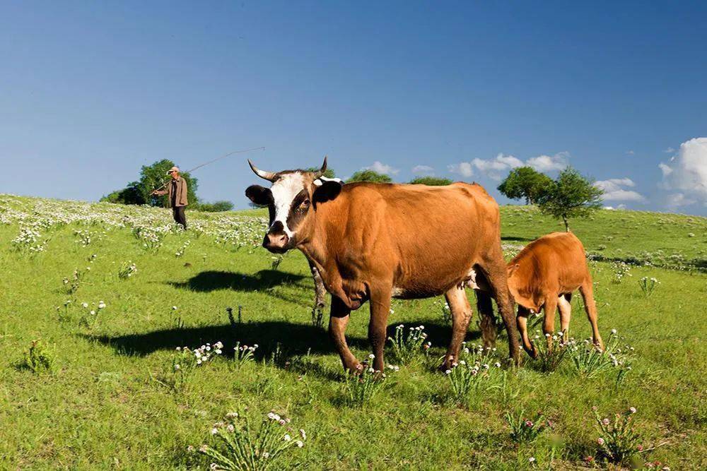 普旺獸藥 養牛補貼